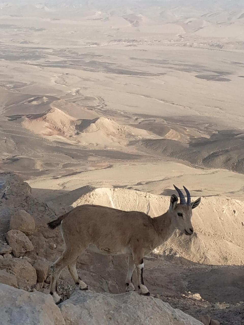 Desert Peace 미츠페 라몬 외부 사진
